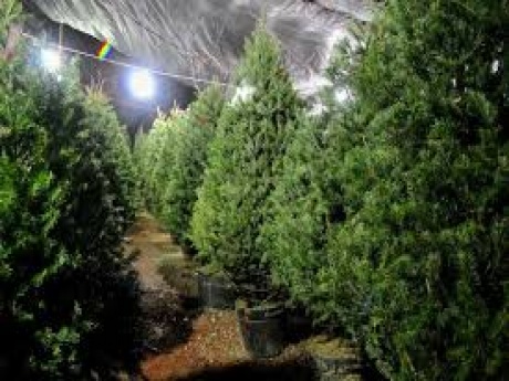 Campaña de reciclaje árbol por árbol