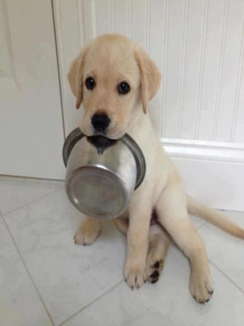 Consejos para dejar a tu mascota sola en casa