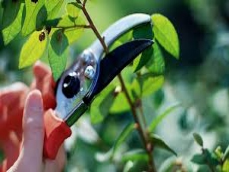 9 consejos para cuidar tu jardín