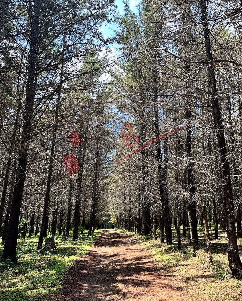 DESARROLLO TURISTICO LA PRESA